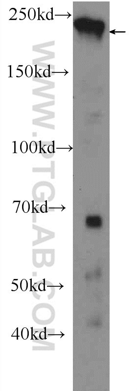 WB analysis of HEK-293 using 23206-1-AP