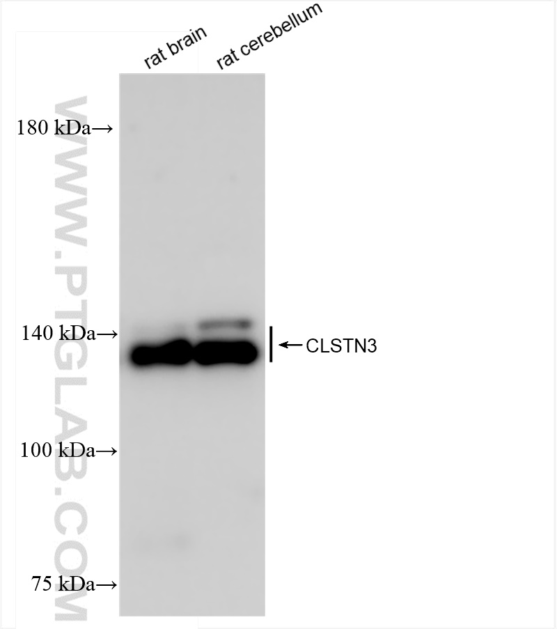 WB analysis using 83931-1-RR (same clone as 83931-1-PBS)