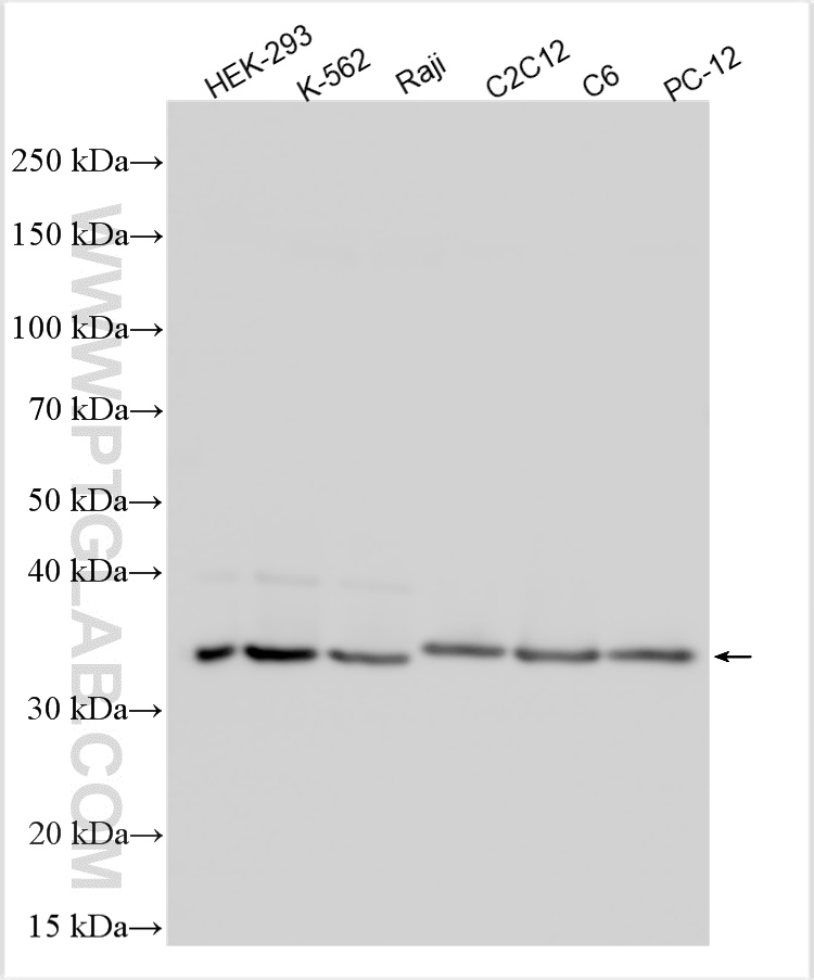 WB analysis using 10852-1-AP