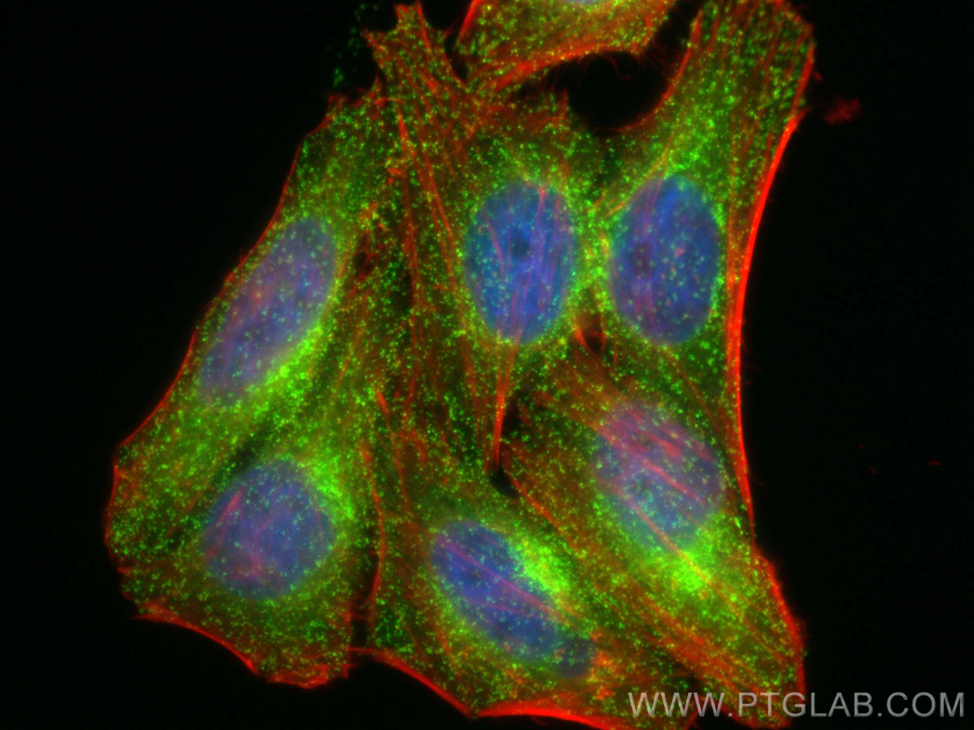 IF Staining of HepG2 using CL488-10852