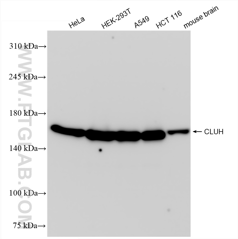 WB analysis using 84321-3-RR (same clone as 84321-3-PBS)