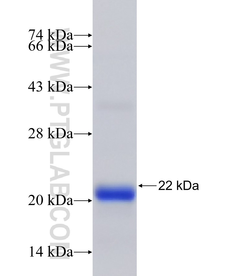 CLUL1 fusion protein Ag26606 SDS-PAGE