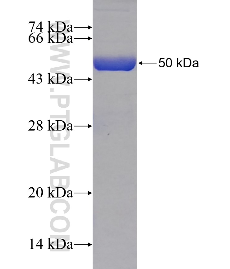 CMBL fusion protein Ag11442 SDS-PAGE