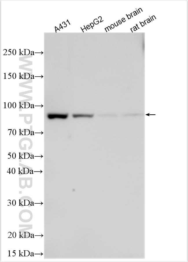 WB analysis using 23823-1-AP