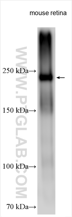 WB analysis using 30557-1-AP