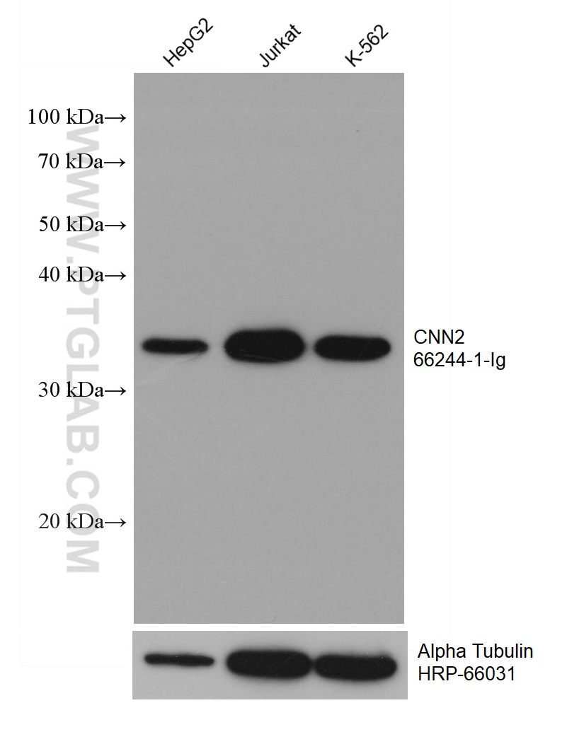 WB analysis using 66244-1-Ig