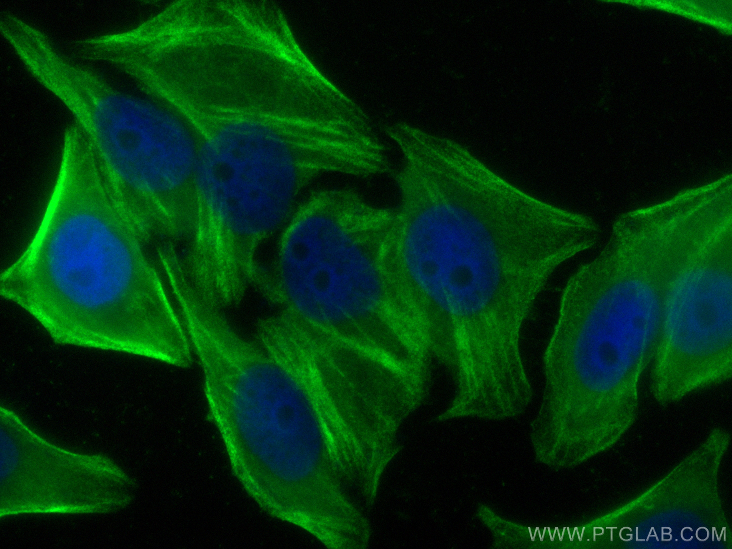 IF Staining of HepG2 using CL488-21073