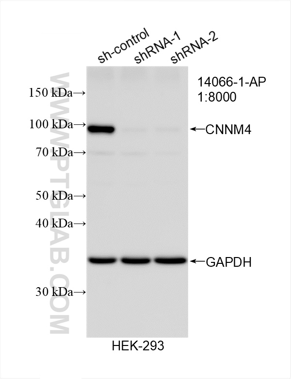 WB analysis of HEK-293 using 14066-1-AP