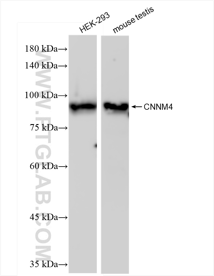 WB analysis using 83824-4-RR