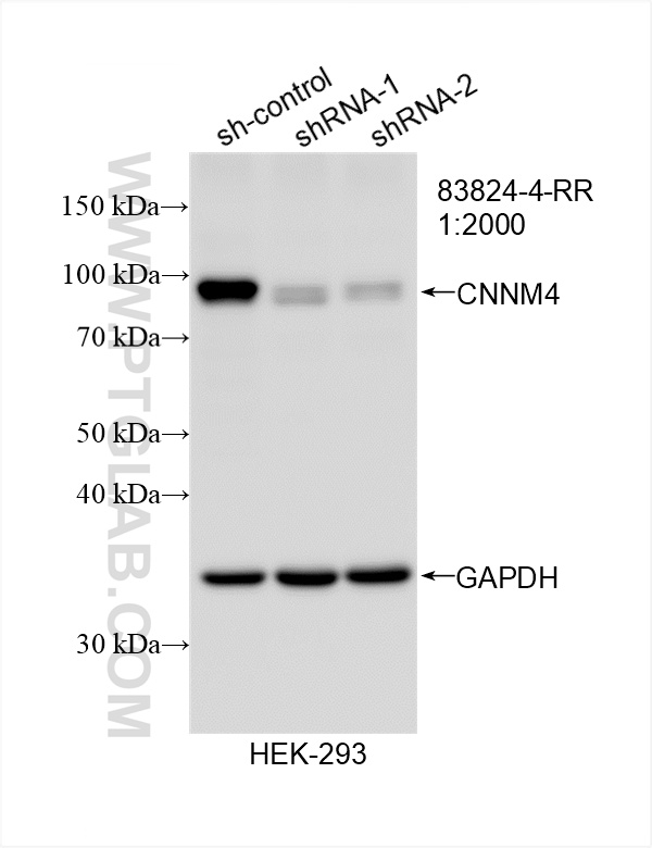 WB analysis of HEK-293 using 83824-4-RR (same clone as 83824-4-PBS)