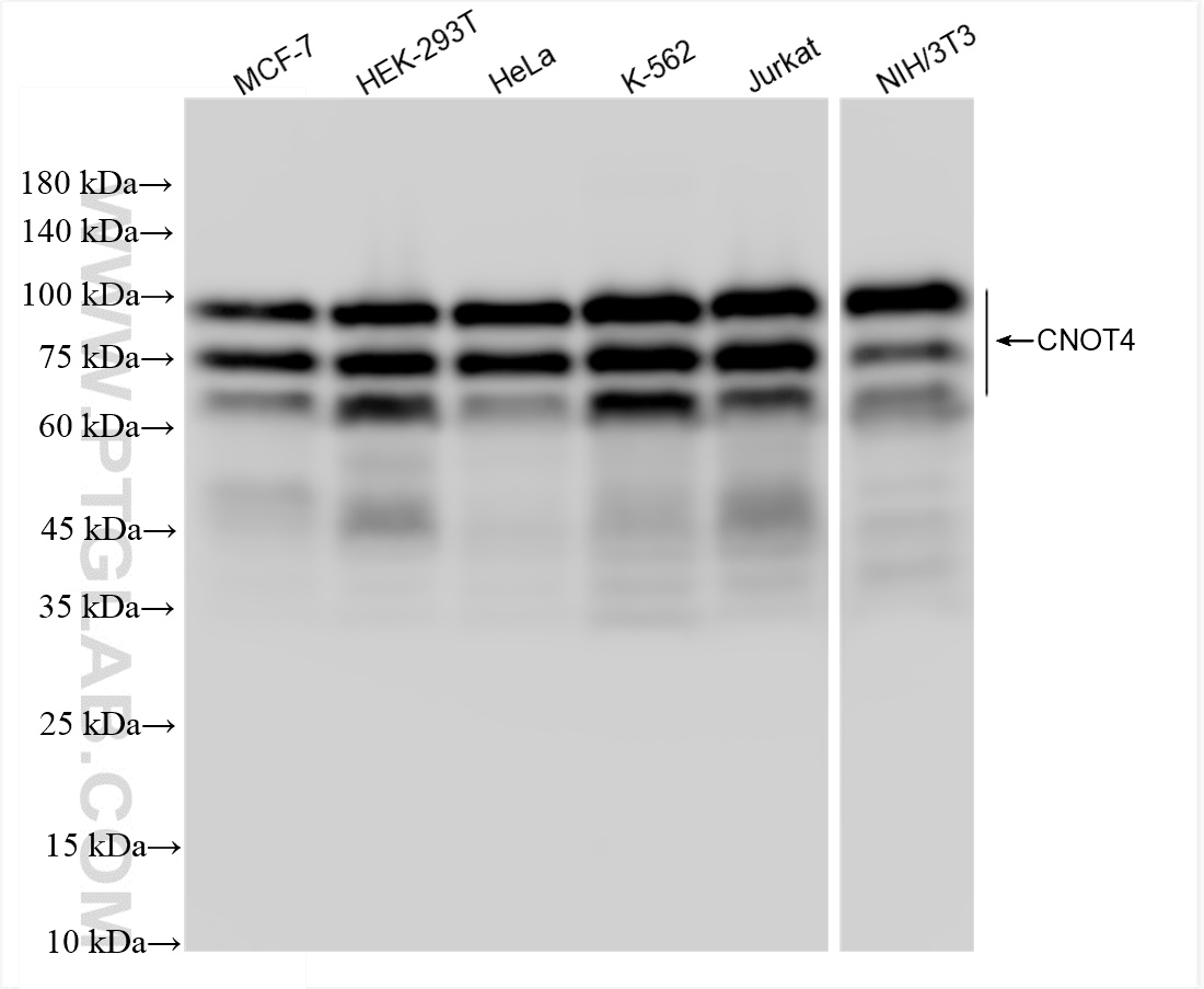 WB analysis using 83615-4-RR (same clone as 83615-4-PBS)