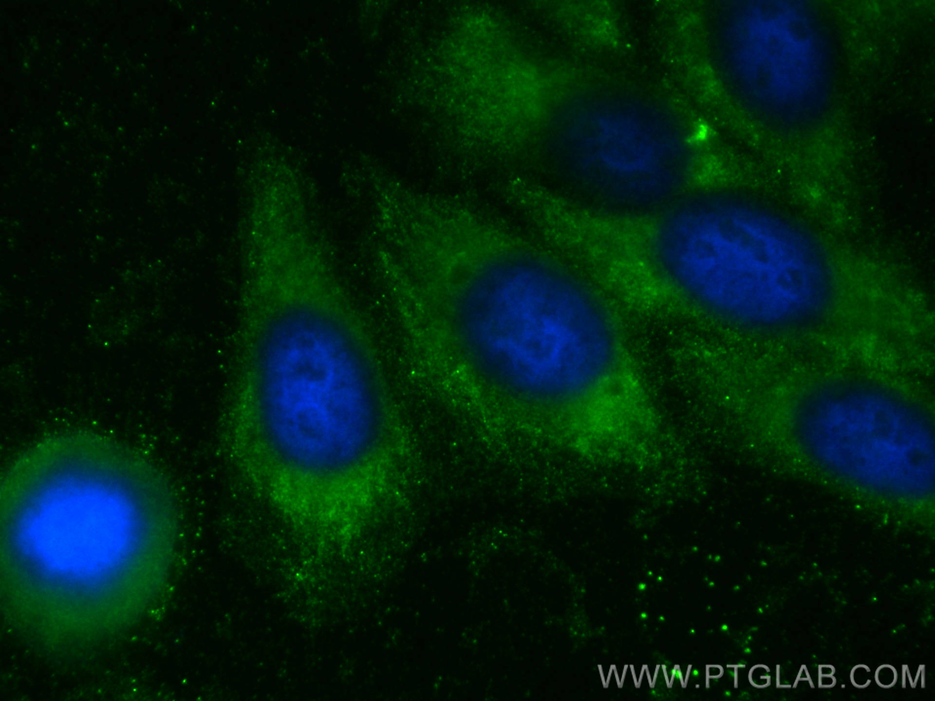 IF Staining of HepG2 using CL488-67798