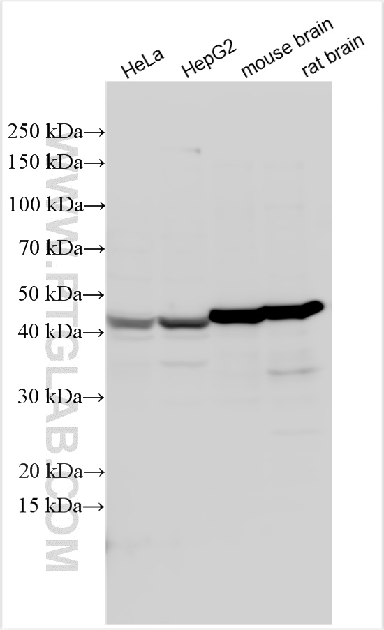 WB analysis using 13427-1-AP