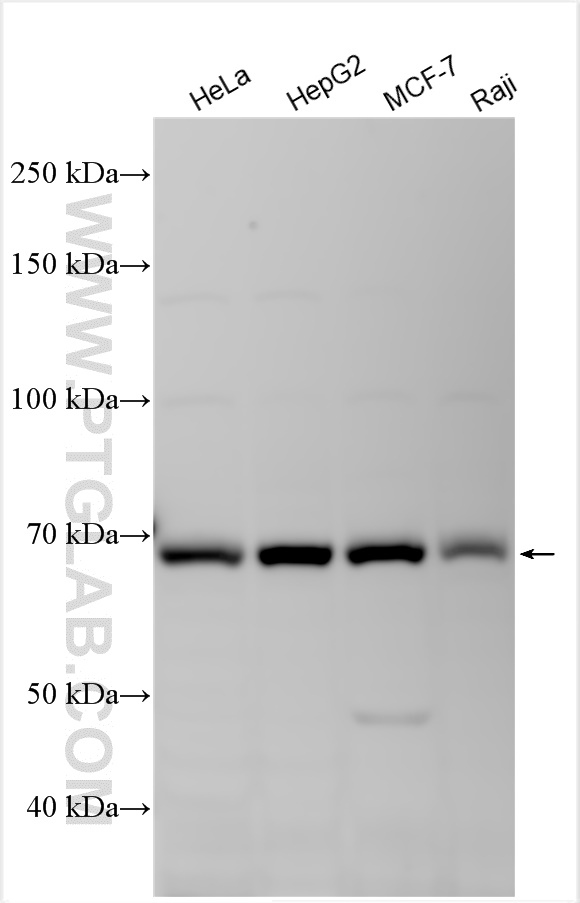 WB analysis using 12661-1-AP