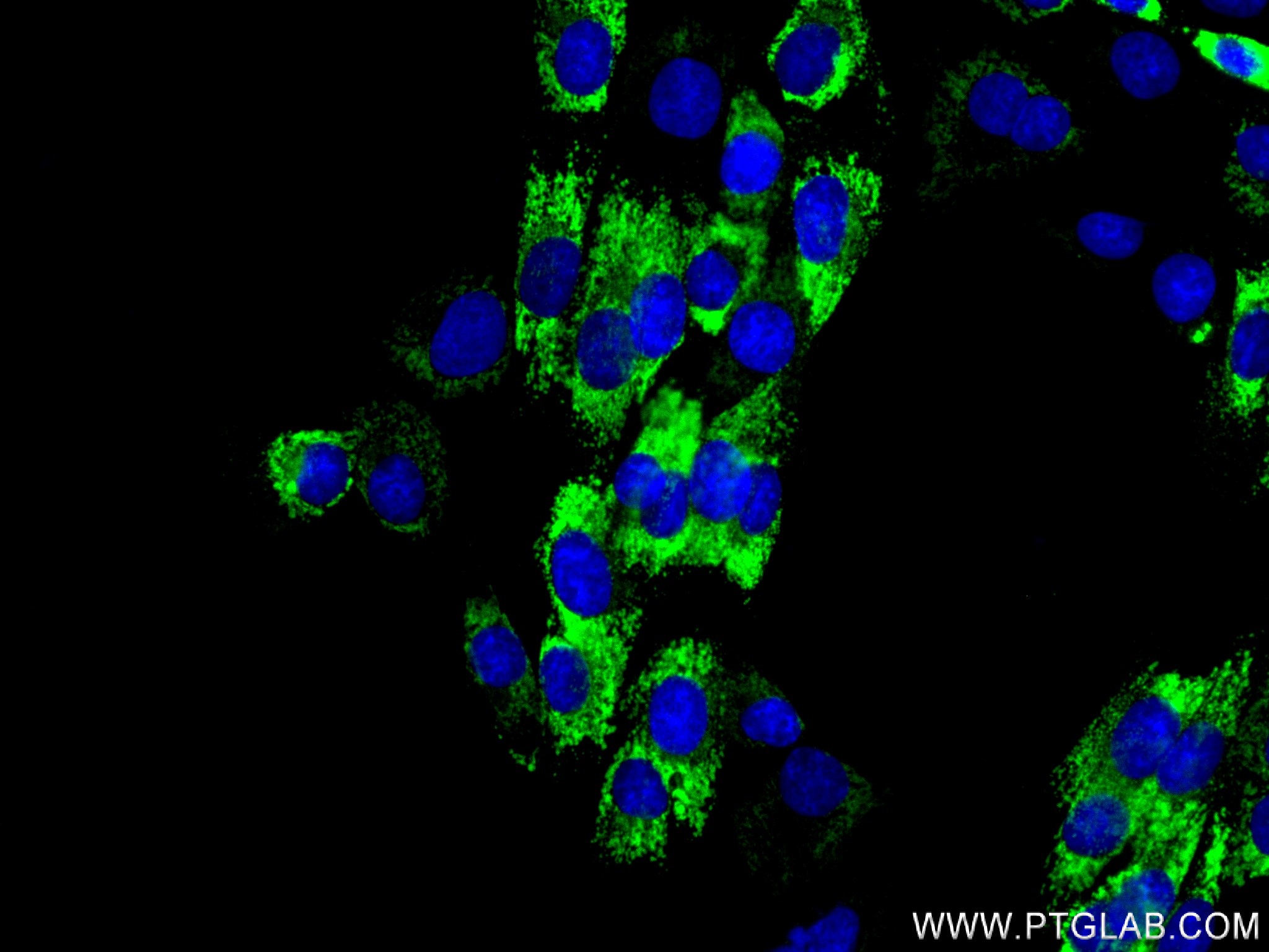 IF Staining of HSC-T6 using 83752-5-RR (same clone as 83752-5-PBS)