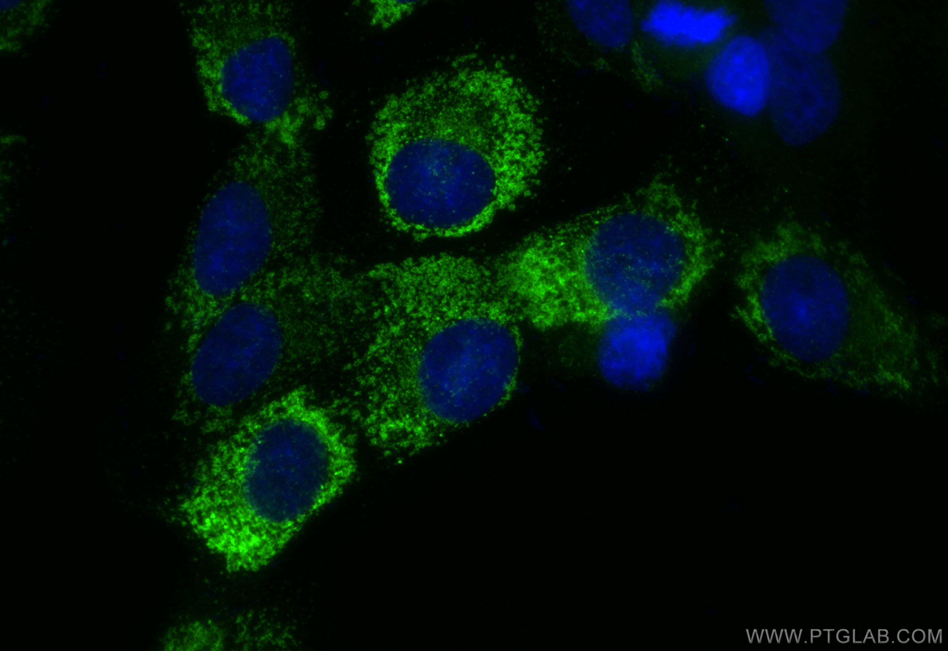 IF Staining of HSC-T6 using 83752-5-RR