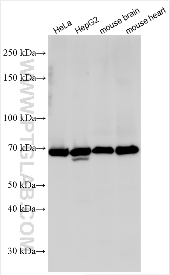 WB analysis using 15673-1-AP