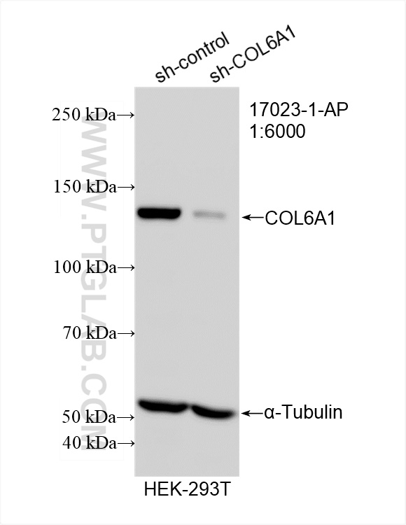 WB analysis of HEK-293T using 17023-1-AP