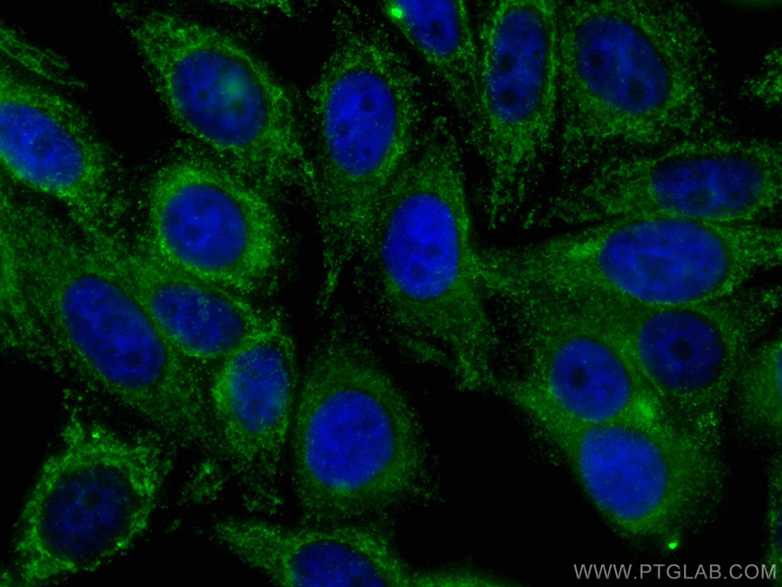 IF Staining of HepG2 using CL488-67016