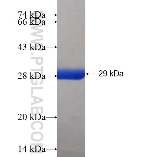 COMMD7 fusion protein Ag23816 SDS-PAGE