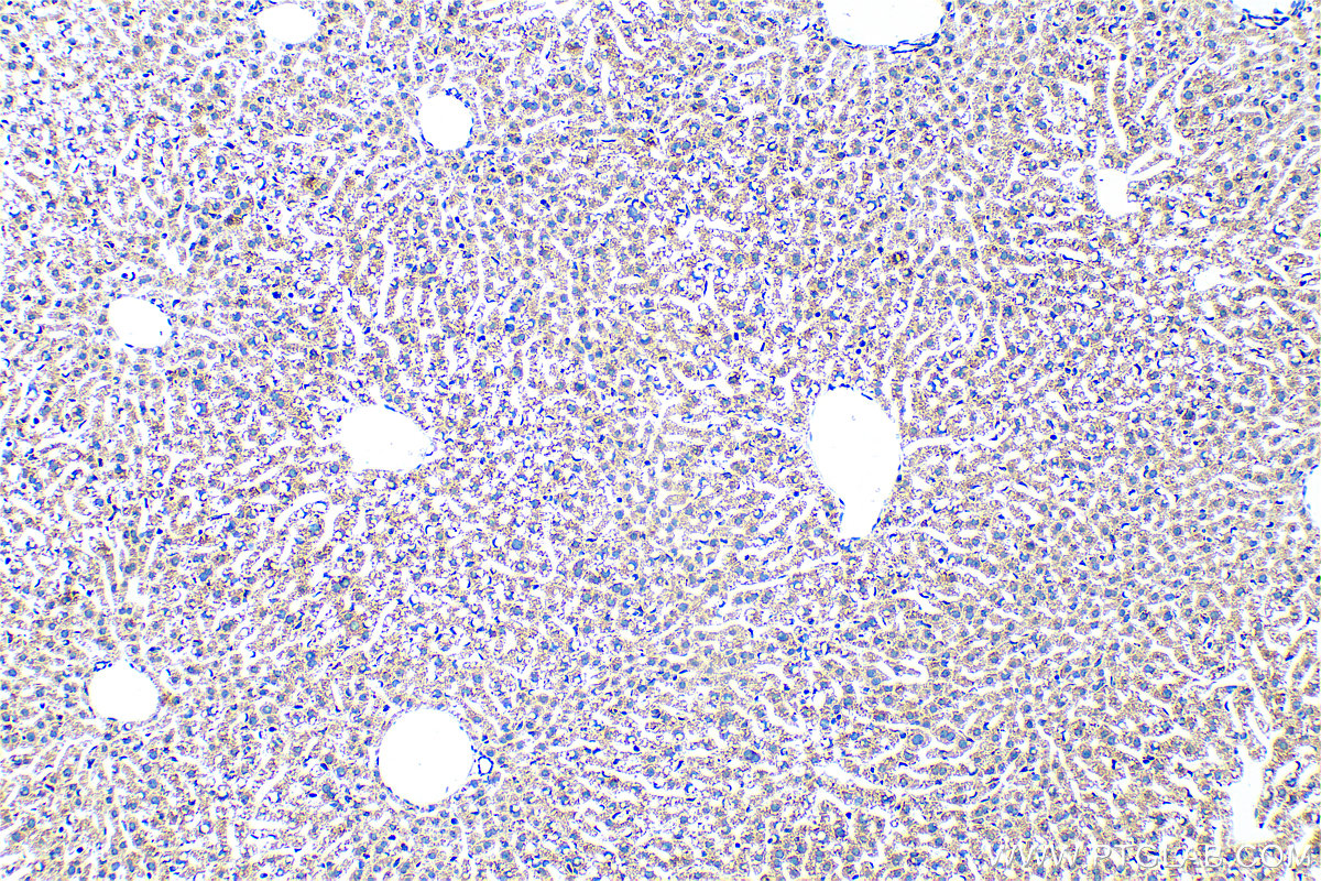 IHC staining of mouse liver using 83089-1-RR