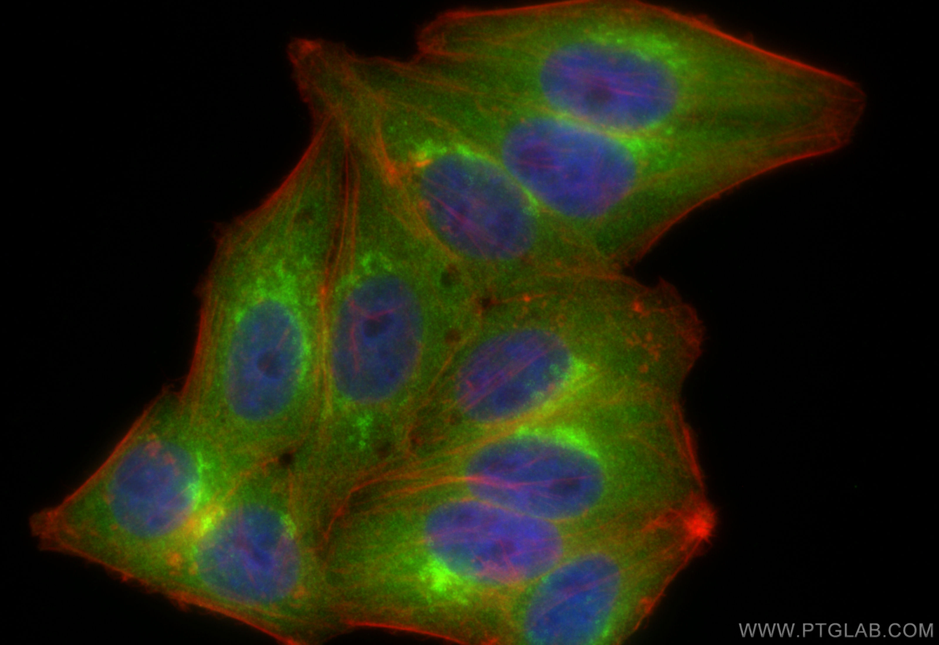 IF Staining of HepG2 using 11457-1-AP