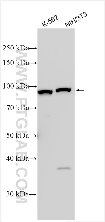 WB analysis using 12393-1-AP