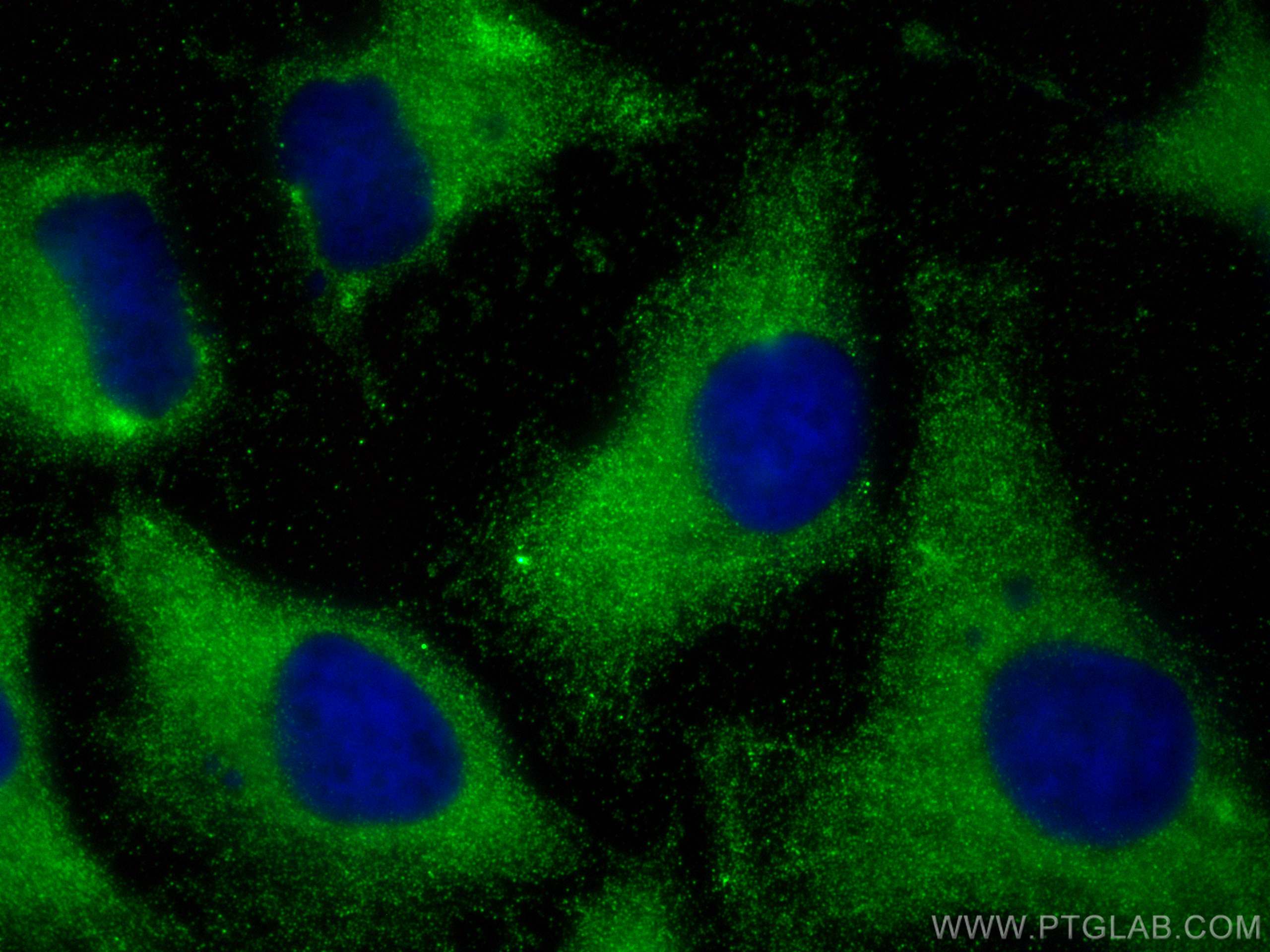 IF Staining of HeLa using 10969-2-AP