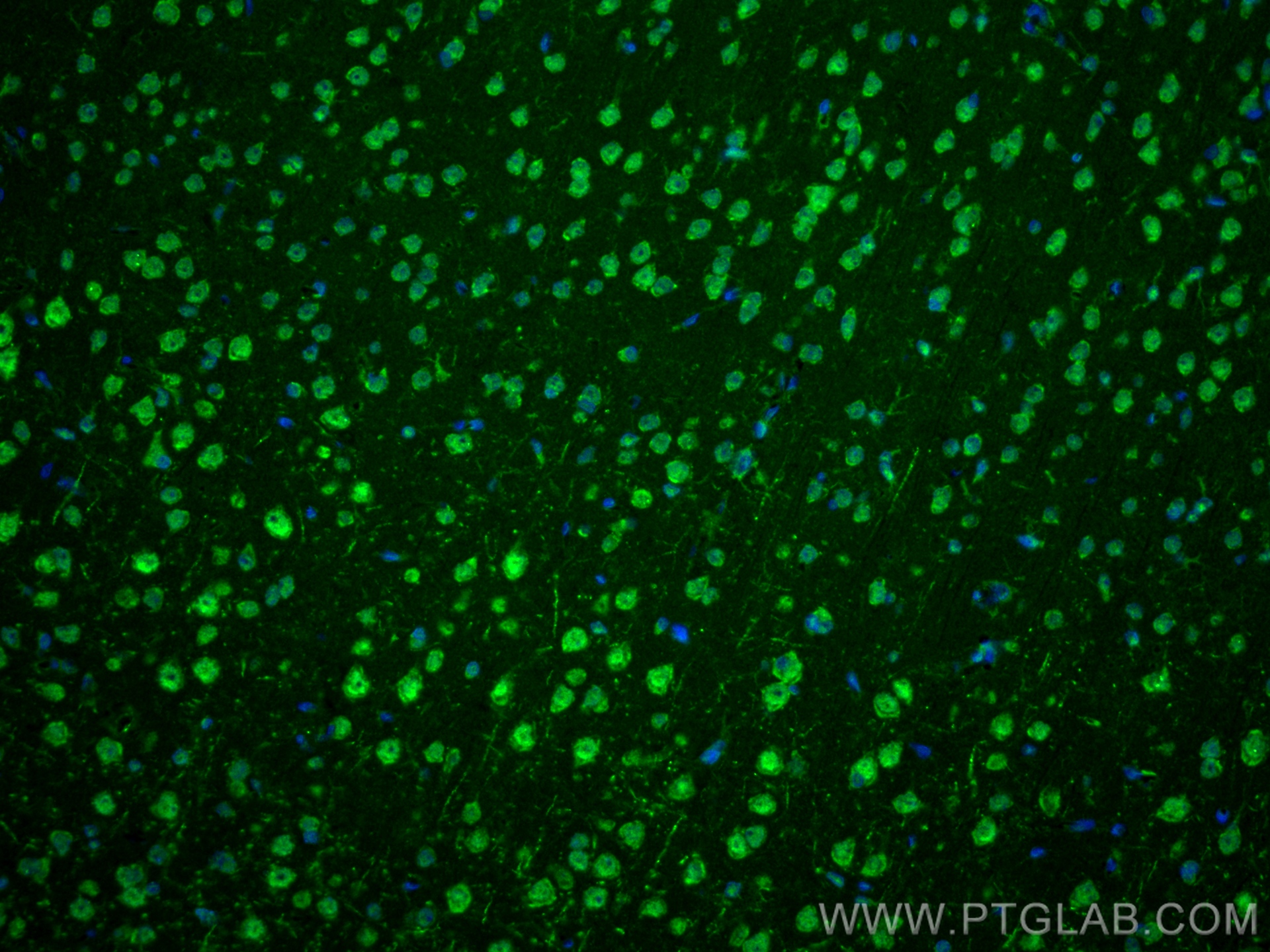 IF Staining of rat brain using 83822-2-RR (same clone as 83822-2-PBS)