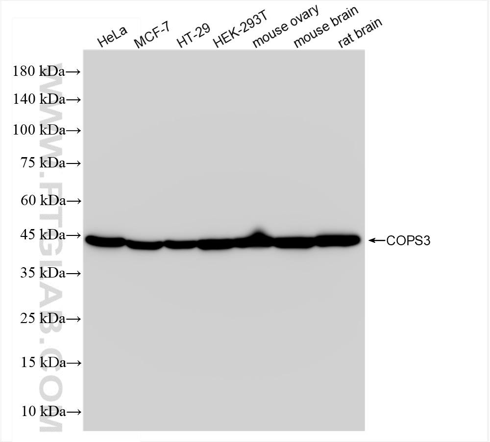 WB analysis using 83822-2-RR (same clone as 83822-2-PBS)