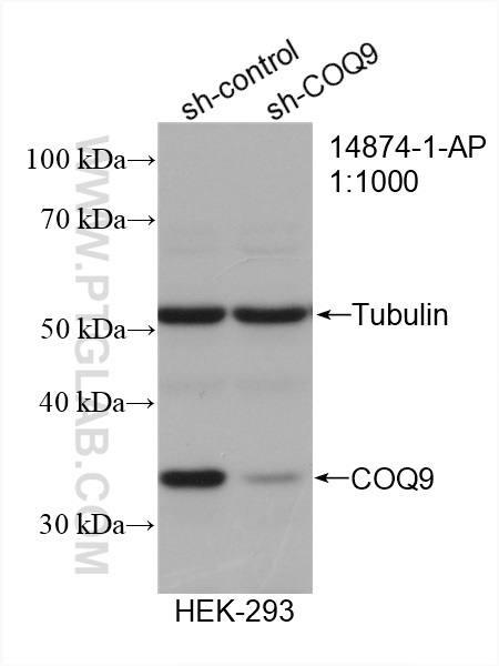 WB analysis of HEK-293 using 14874-1-AP
