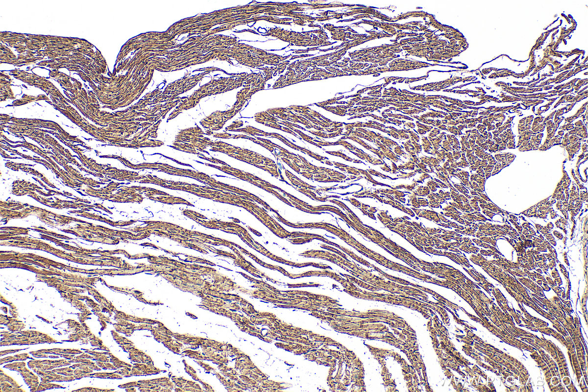 IHC staining of mouse heart using 83566-1-RR