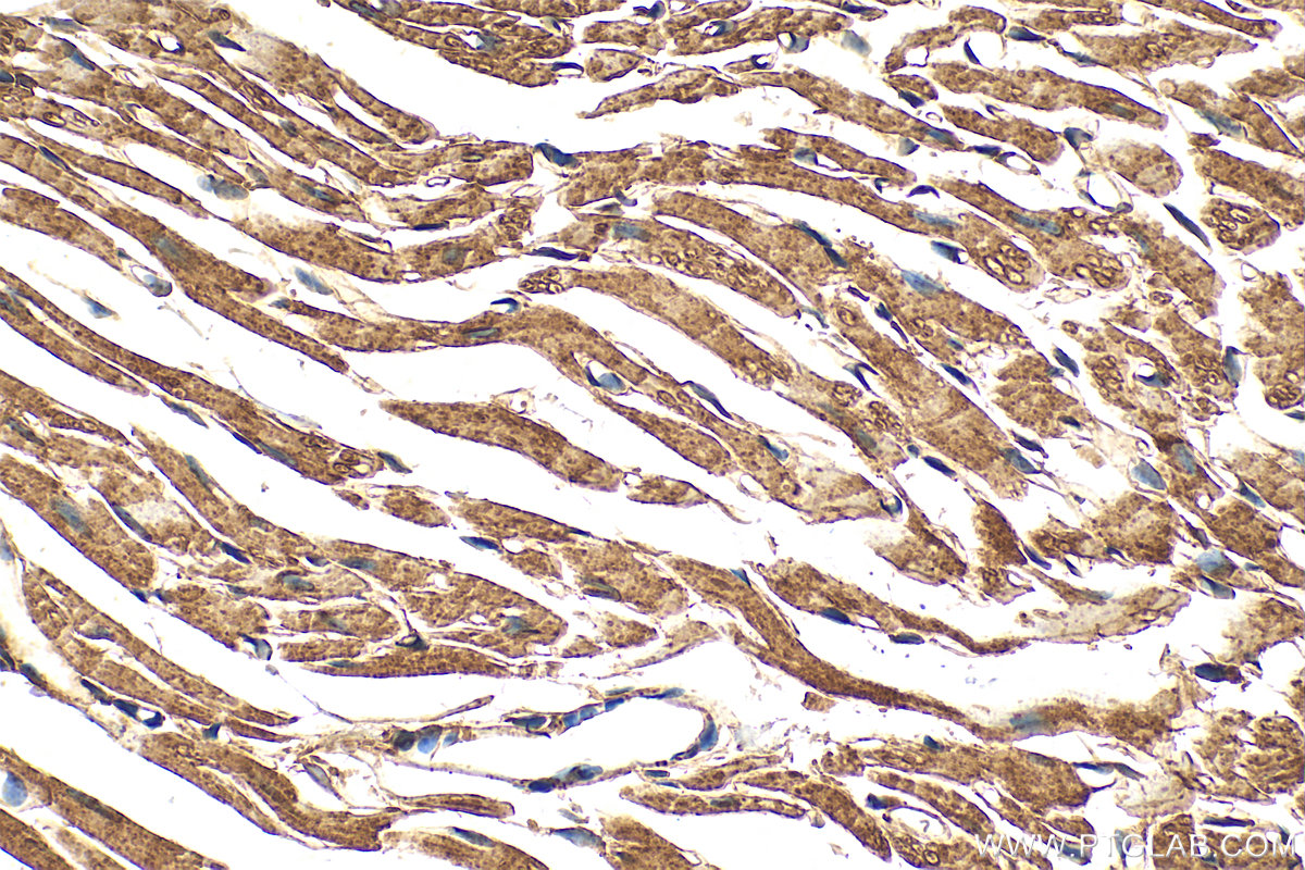 IHC staining of mouse heart using 83566-1-RR