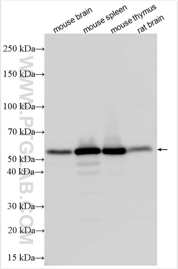 WB analysis using 17760-1-AP