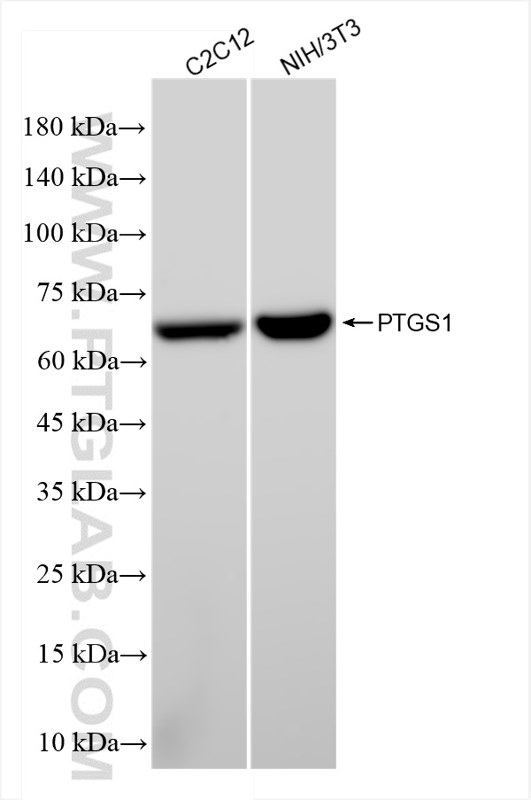 WB analysis using 84151-4-RR (same clone as 84151-4-PBS)