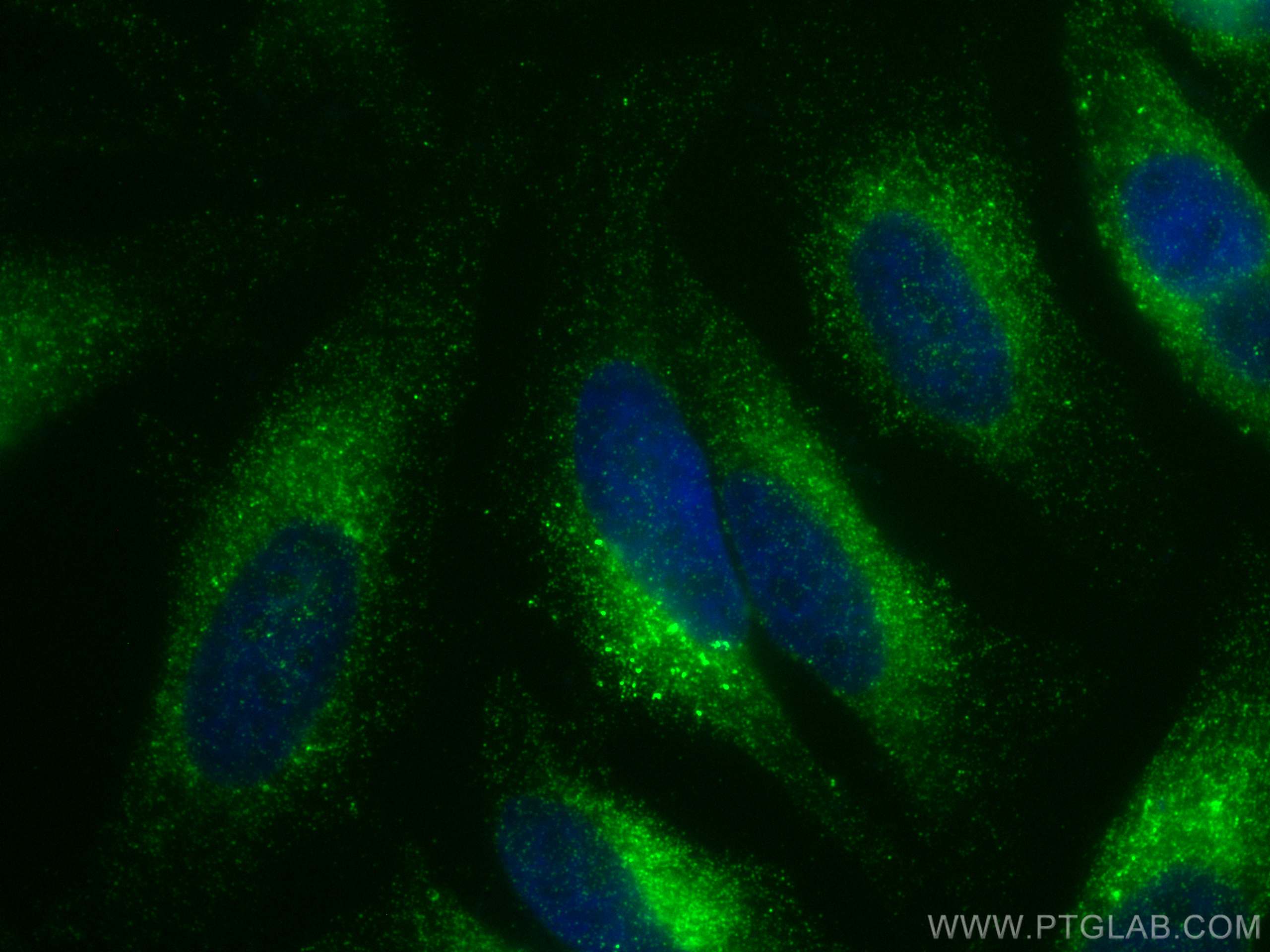 IF Staining of HeLa using CL488-66547