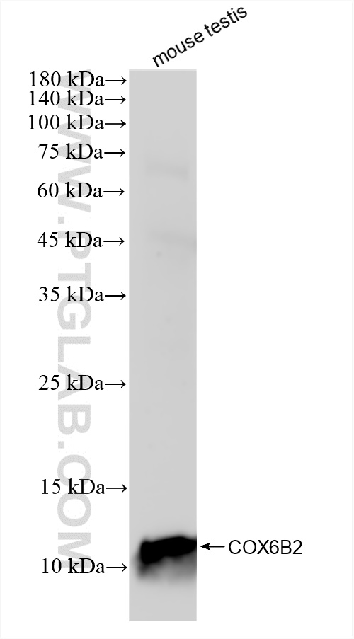 WB analysis of mouse testis using 83164-3-RR