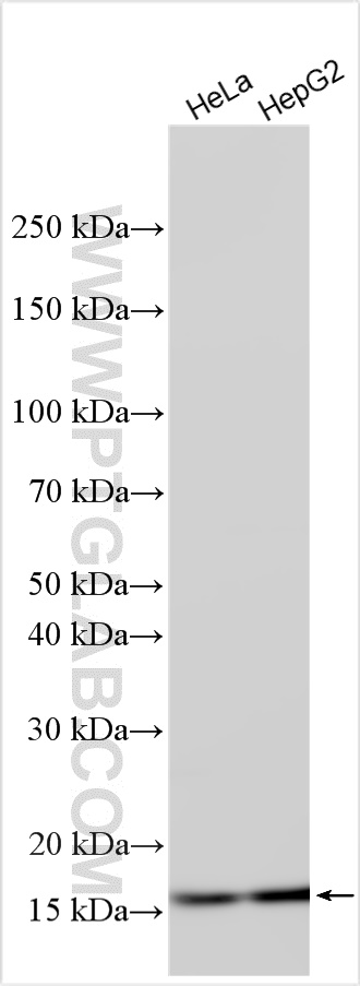 WB analysis using 82916-1-RR