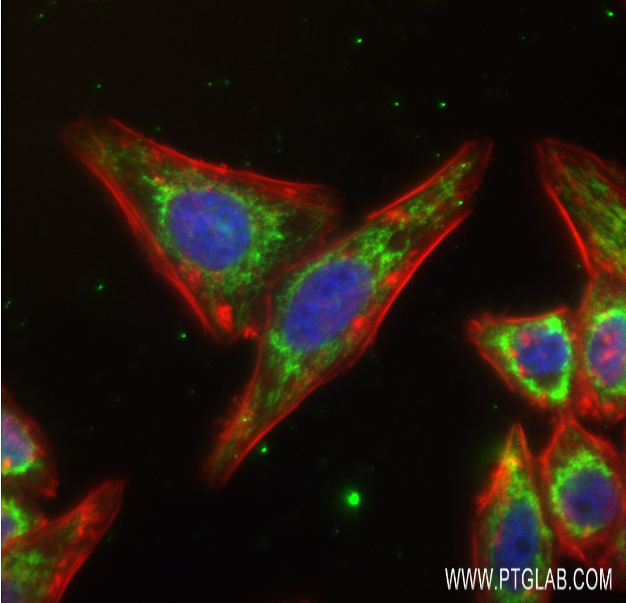 IF Staining of HepG2 using 82916-2-RR