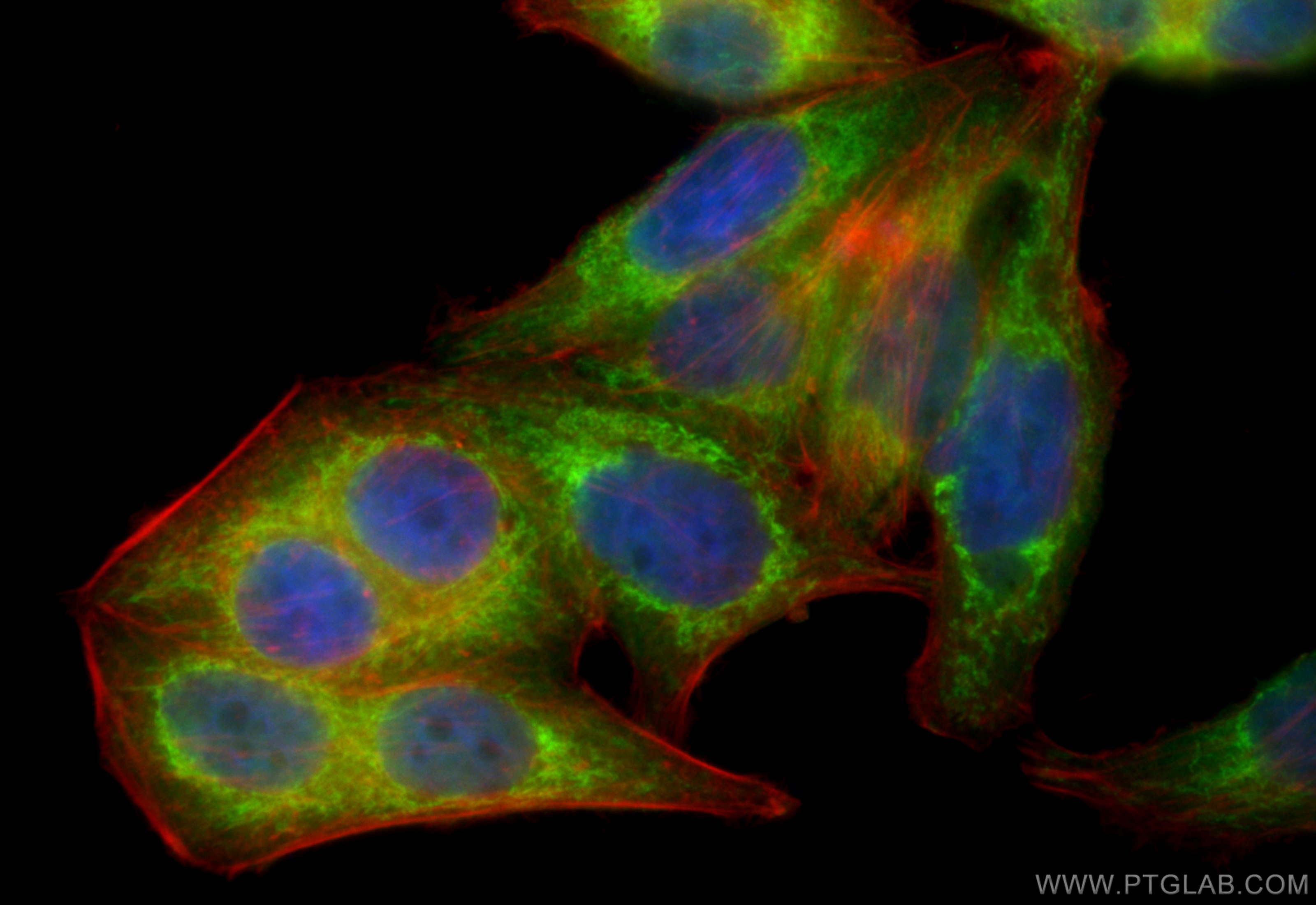 IF Staining of HepG2 using CL488-60251