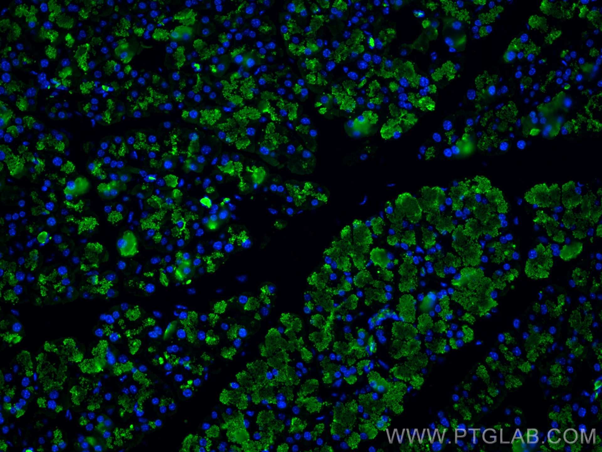 IF Staining of mouse pancreas using 68826-1-Ig (same clone as 68826-1-PBS)