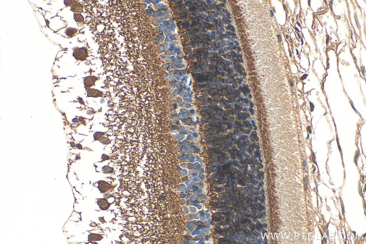 IHC staining of rat eye using 21222-1-AP