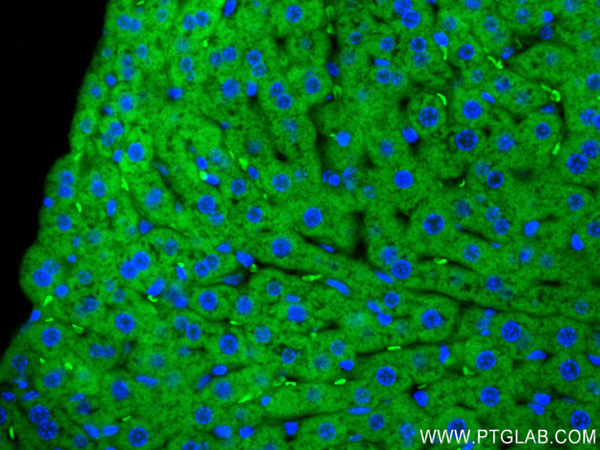 IF Staining of mouse liver using 84218-1-RR