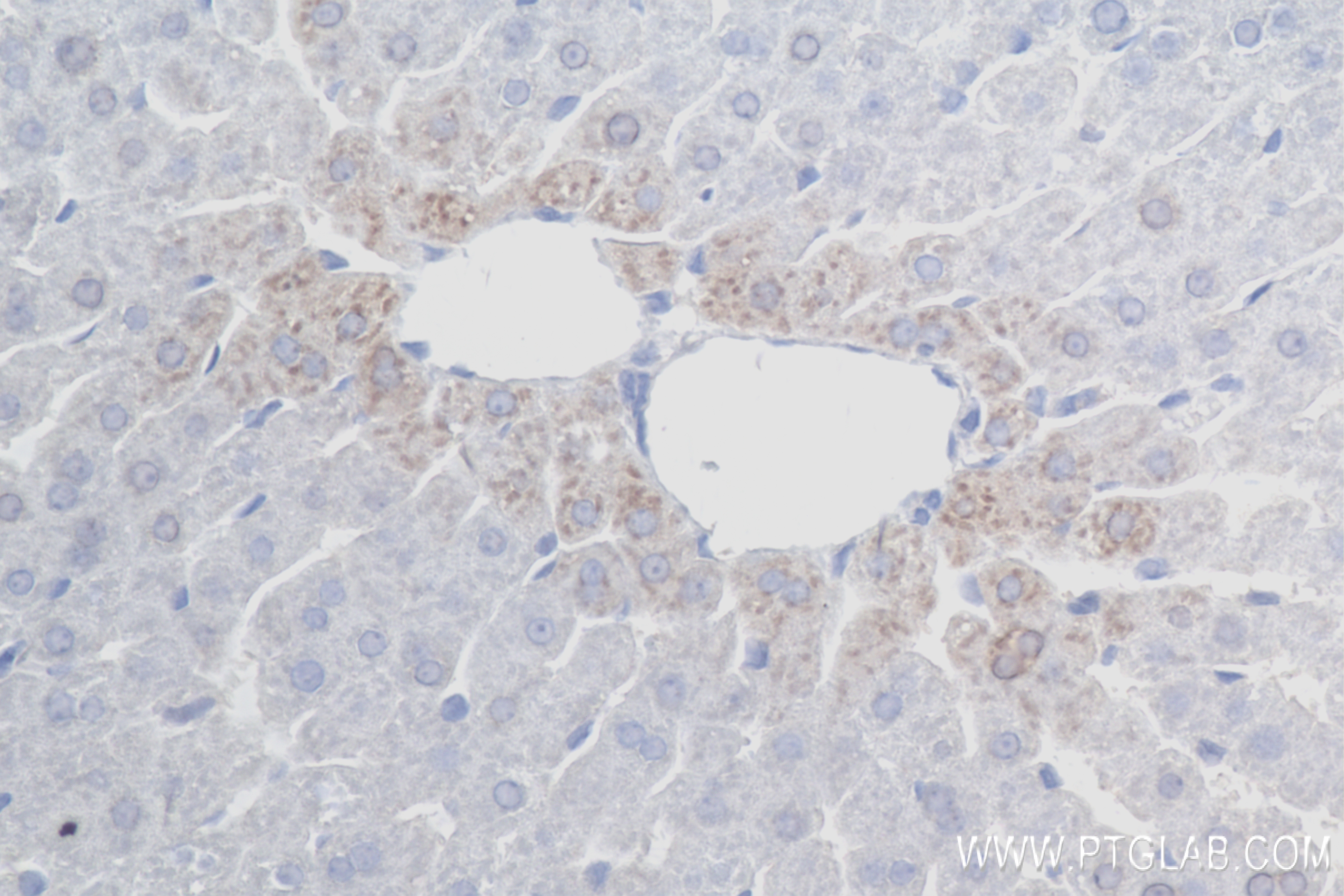 IHC staining of rat liver using 84218-1-RR