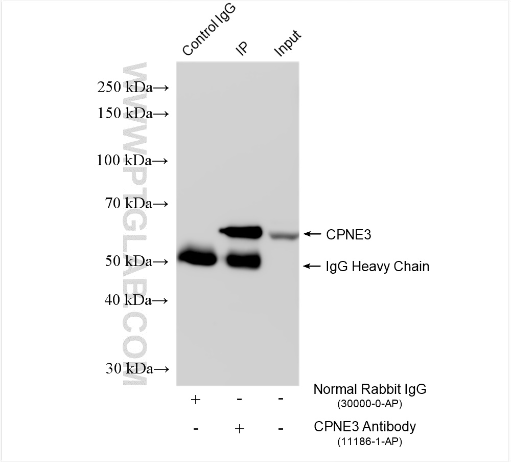 IP experiment of HepG2 using 11186-1-AP