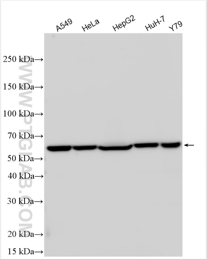 WB analysis using 11186-1-AP