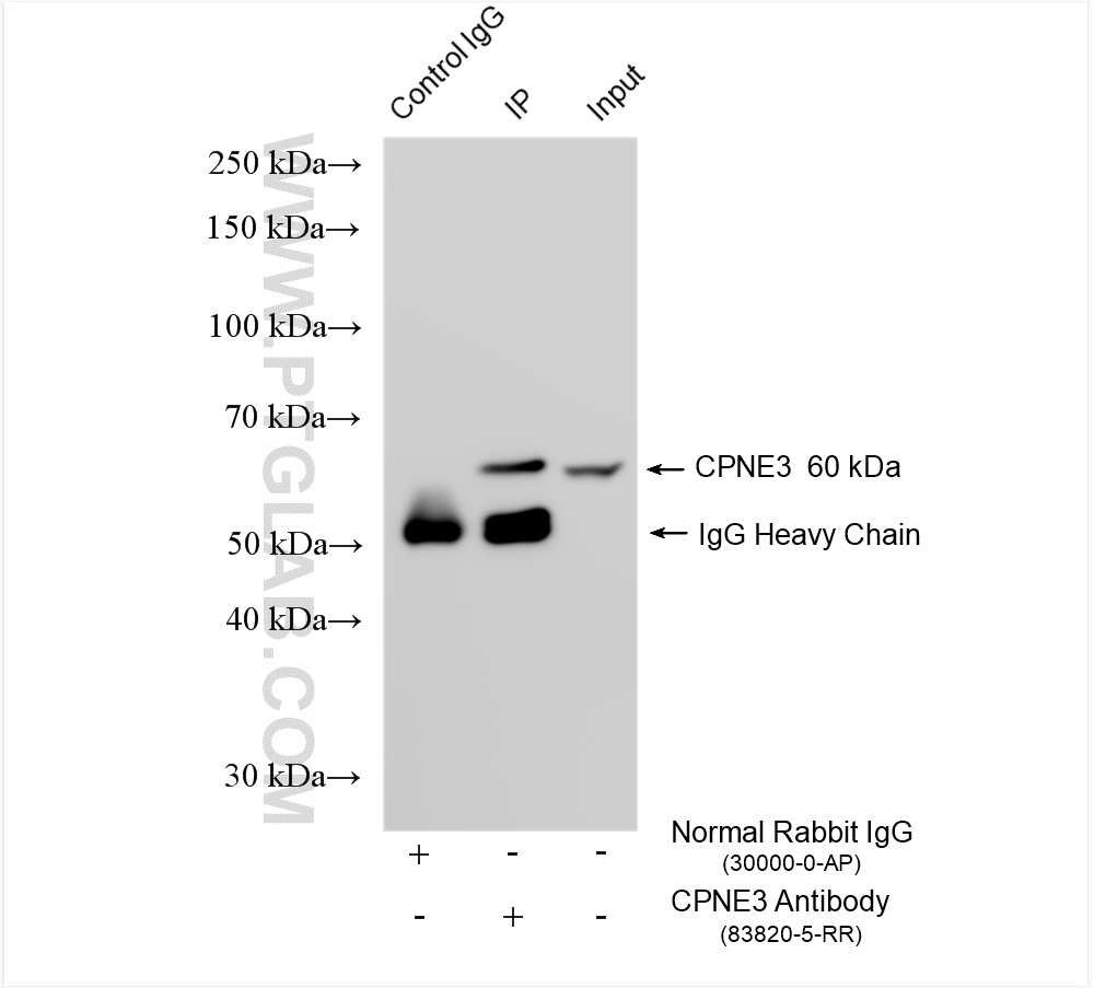 IP experiment of HepG2 using 83820-5-RR (same clone as 83820-5-PBS)