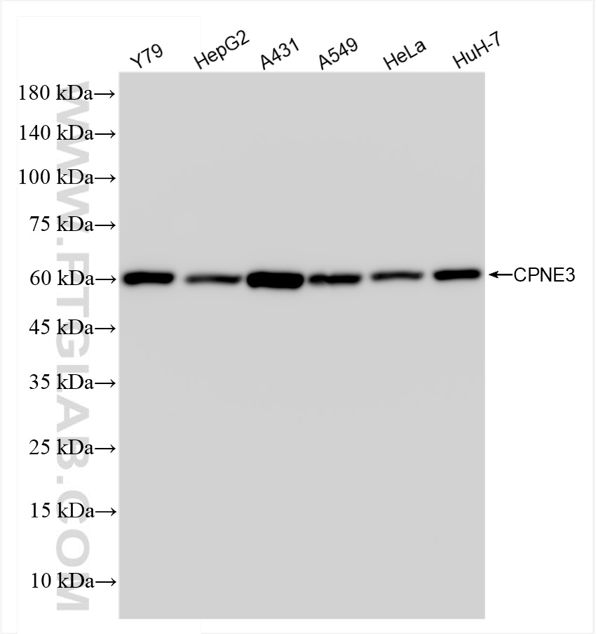 WB analysis using 83820-5-RR (same clone as 83820-5-PBS)