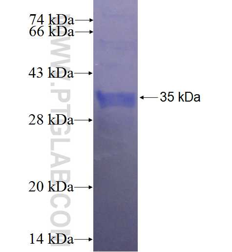 CPO fusion protein Ag24059 SDS-PAGE