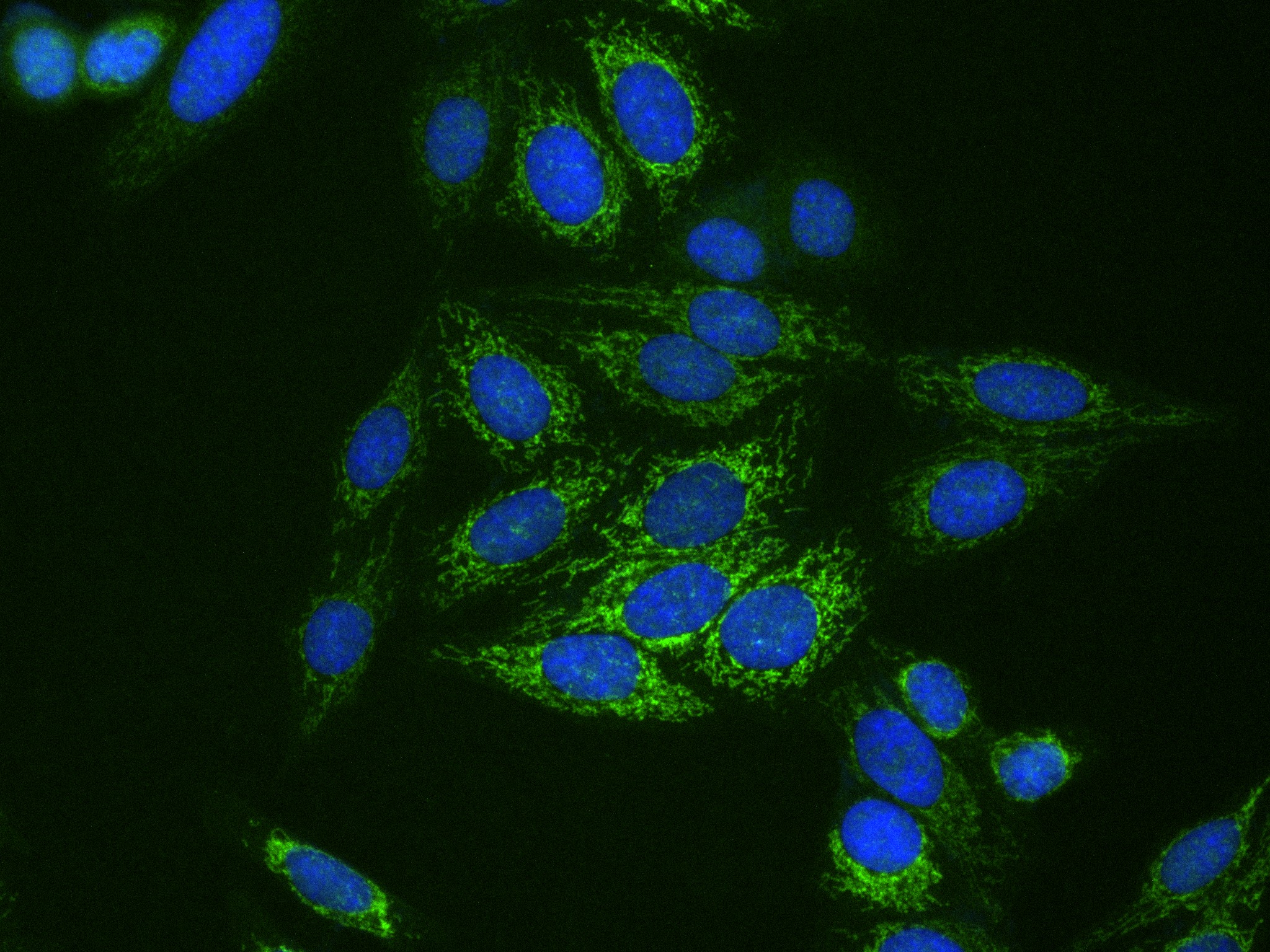 IF Staining of HepG2 using 84277-1-RR